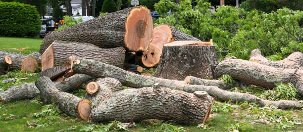 Best Lawn Disease Treatment  in Wolfdale, PA