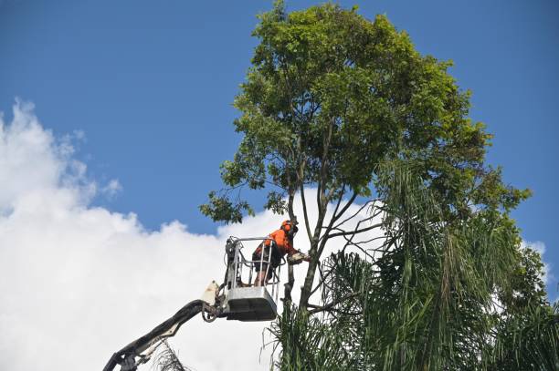 Wolfdale, PA Tree Care Company
